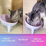 Zayejod Cat Bowls Tilted Raised Two Feeding Bowls Stand 15° Incline view 7
