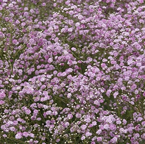 Gypsophila Paniculata Pink Festival Star Perennial 100cm Pot Plants Pack x3 Special
