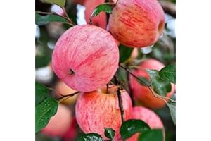 ANDAG Brighter Blooms Thriving Dwarf Fuji Honeycrisp Apple Trees - Perfect Addition to Yards and Home Gardens