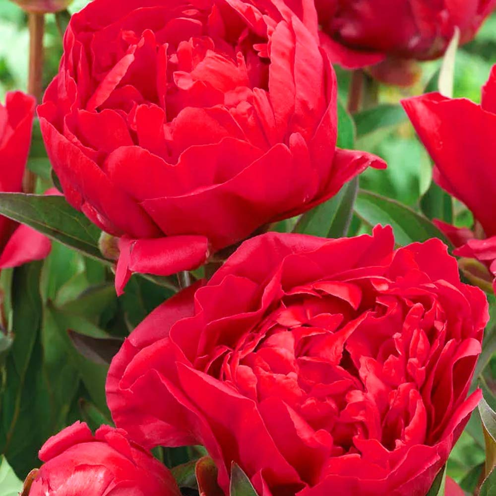 1 x Peony Karl Rosenfield – Exceptionally Eye-Catching – Large, Rose-Shaped, Vibrant Cherry-Red, Double Blossoms - Attracts Bees and Other Pollinators – for a Beautiful Summer Garden