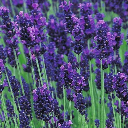 Lavender Hidcote 1ltr Plants in 13cm Pot (5 Plants)