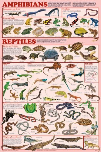 Laminated Amphibians & Reptiles Poster 24x36
