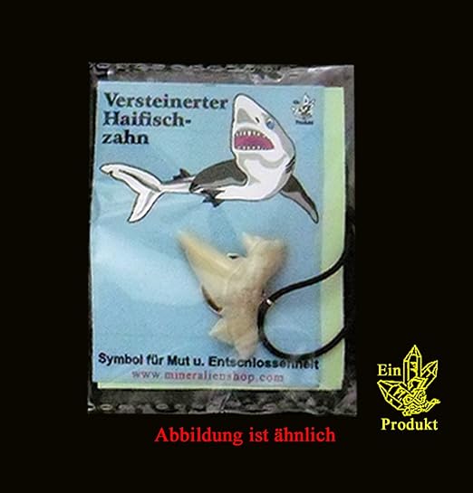 Haizahn - Anhänger, echter versteinerter Haizahn mit Band (3x5cm mit Tüte) AH6