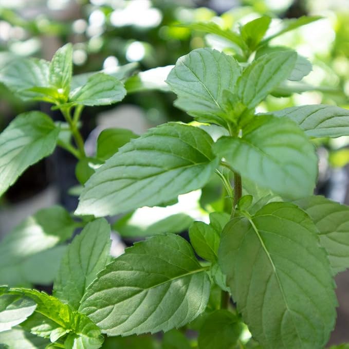 Amazon ハーブ苗 モヒートミント イエルバブエナ 2個セット おうちで簡単 育てやすい10 5cmポットハーブ苗シリーズ 自社農場から新鮮苗直送 品種で選べるハーブ苗 即出荷 鉢