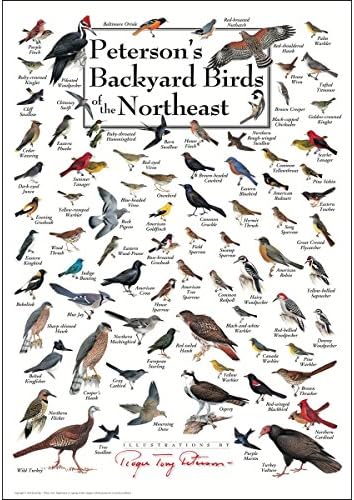 Earth Sky  Water Poster  Petersons Backyard Birds of The Northeast