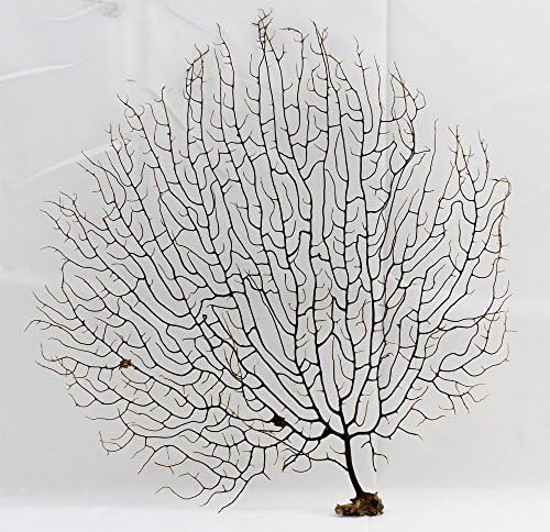 Nautical Tropical Imports Black Sea Fan 7” - 10”
