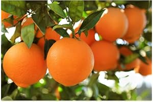 Orange Tree Organic Seeds, Orange Seeds, Home Gardening, High Germination, for Garden and Potting, Non-GMO Heirloom (10)