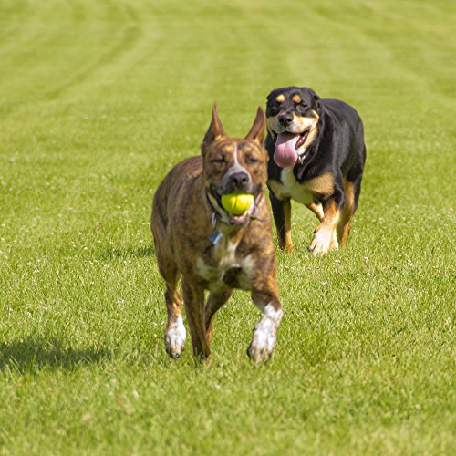 Hyper Pet Hyper Chewz Ball Chew Toy For Dogs