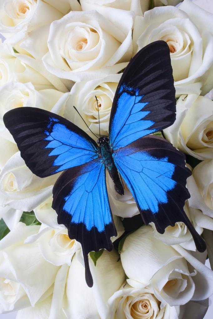 Gallery Canvas Art-Blue Butterfly On White Roses Photograph Giclee Print on Canvas, Stretched and Framed, Modern Home Decoration Wall Art,8 By 10Inch,Ready To Hang