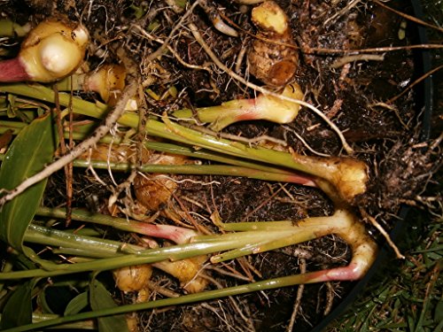 Live Ginger Plants with Roots, trimmed to about 8" plants (No pot and no soil) LIMITED TIME-BUY ONE ROOT CLUSTER GET ONE FREE before FREEZE - Thumbnail 4