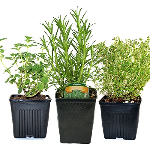 Stargazer Perennials Organic Chefs Herb Plant Collection Thyme, Oregano
