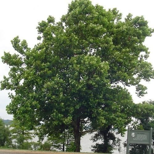 50 Semi Albero Del Sicomoro Americano Platanus Occidentalis Amazon It Giardino E Giardinaggio