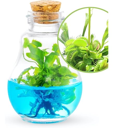 Amazon.com: Maintenance Free Live Pitcher Plant (Nepenthes tobaica