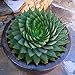 Lioder 100 Pcs Rare Aloe Vera Seeds Succulent Plant Herbal Medicinal Vegetables Cacti & Succulents for Home Garden