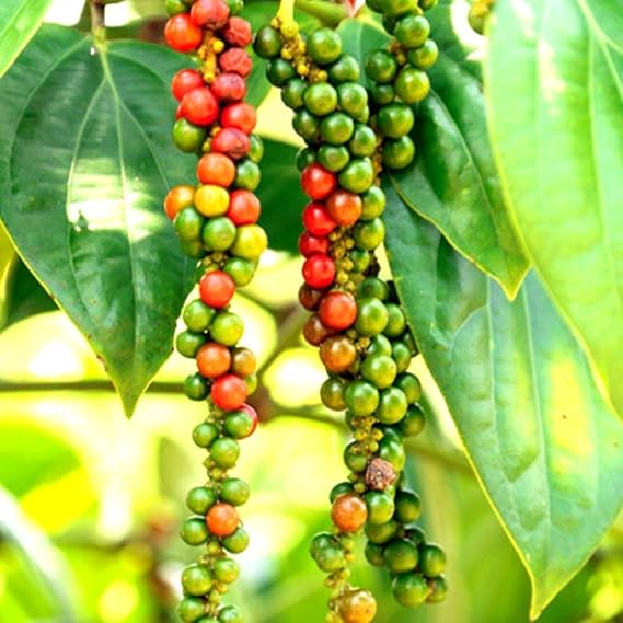 Kerala Garden Rare Dwarf Live Healthy Black Pepper Spice Plant 1 Healthy Live Plant Amazon.in