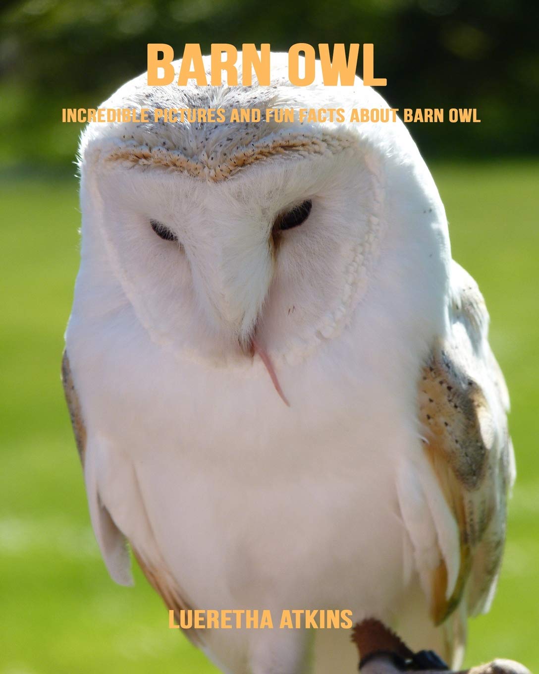 Barn Owl Incredible Pictures And Fun Facts About Barn Owl