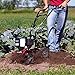 EARTHQUAKE MC43 Cultlivator Lawn Garden Gas Tiller w/Dethatcher Attachment Kit