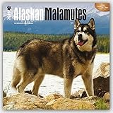 Alaskan Malamutes 2016 Square 12x12 by