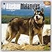 Alaskan Malamutes 2016 Square 12x12 by
