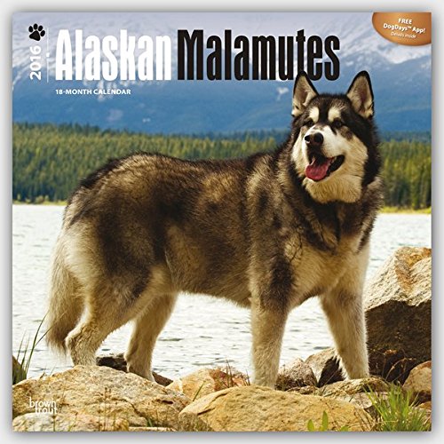 Alaskan Malamutes 2016 Square 12x12 by