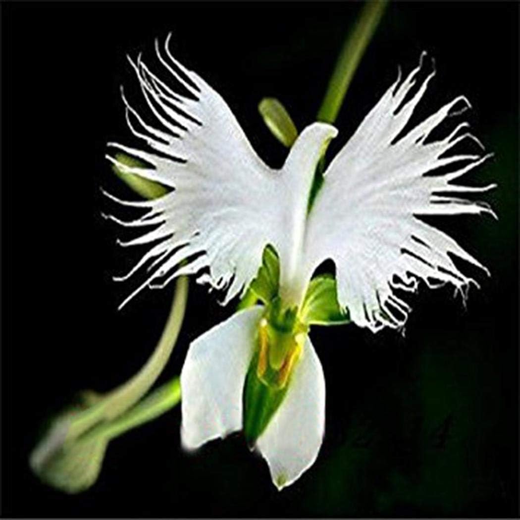 Soteer Seed House Graines de fleur d