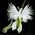 Japanische Weisse Vogelblume Kaufen