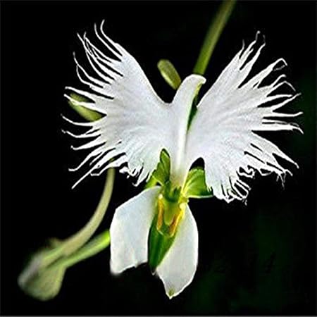 Keptei Samenhaus- Selten Tanzen Orchidee Blumensamen Zimmerpflanzen Taube Phalaenopsis Raritäten blühend winterhart bunt (50)