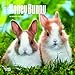Honey Bunny 2017 Calendar