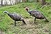 MONTANA DECOY Purr-fect Pair