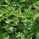 Stinging Nettle Seeds (Urtica dioica) Packet of 150