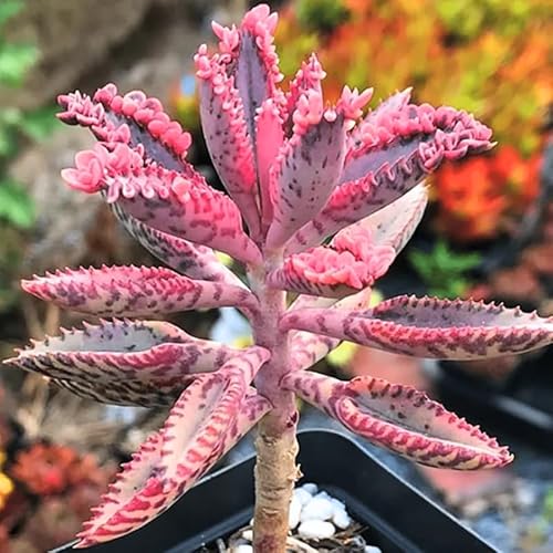 Kalanchoe Pink Butterfly Plant Live, Pink Kalanchoe Plant Live for  Planting, in 2 Inches Pot, Variegated Succulent Live Houseplant, Pink  Kalanchoe Succulent Mother of Thousands in Saudi Arabia | Whizz Cacti &  Succulents