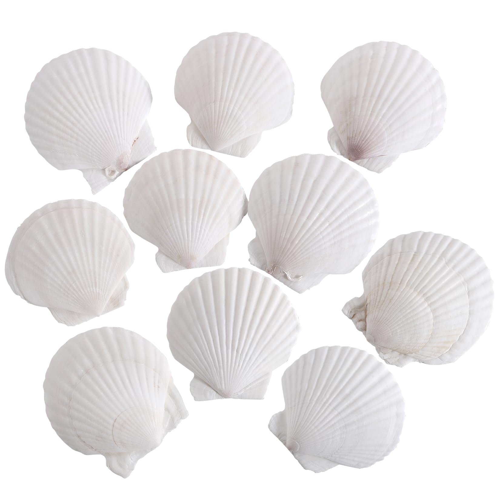Photo 1 of 10 PCS 4-5 Inch Natural White Large Scallop Shells Sea Shells for DIY Craft Home Décor