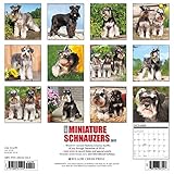 Image de Just Miniature Schnauzers 2017 Wall Calendar (Dog Breed Calendars)