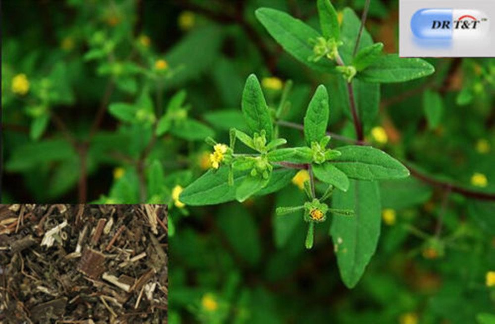 DR T&T 100g Xi xian cao / Siegesbeckia dry herbs Amazon.co.uk Health