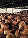 Whole Black Garlic - 2 Bulbs (2.54 oz) - Kosher Certified by Black Garlic North America