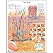 3B Scientific VR1283UU Glossy Paper The Skin Anatomical Chart, Poster Size 20