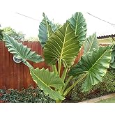 Upright Elephant Ear Bulb. Alocasia. Glossy!