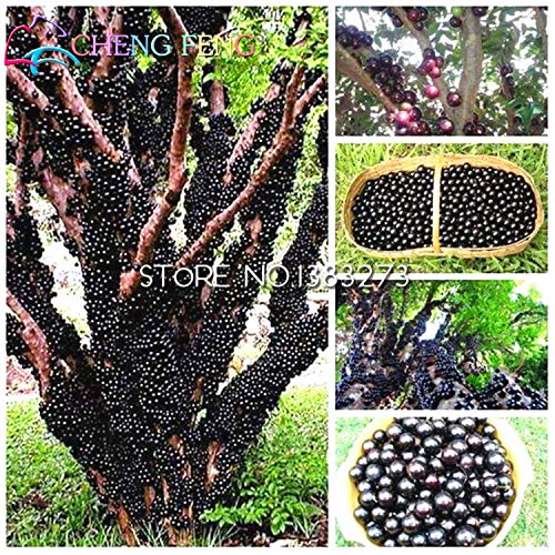 Plentree 5: Edible Good Taste Jabuticaba Seeds Healthy Fruit Seeds Indoor&Outdoor 20Pcs