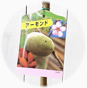 Amazon アーモンド 苗木 アーモンド 12cmポット苗 アーモンド 苗 果物 Amazon アーモンド 苗木 アーモンド 12cmポット苗 アーモンド 苗 果物