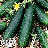 Spacemaster 80 Cucumber Seeds - 50 SEEDS NON-GMO