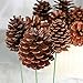 Factory Direct Craft Natural Lacquered Pinecones with Wire Stems - for Christmas Holiday, Thanksgiving and Fall Decorations (Package of 12)
