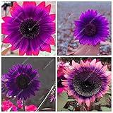 60pcs/bag Rare Purple Sunflower Seeds Bonsai Charming Annuus Helianthus Potted Garden Flower Plant for Home Garden Planting