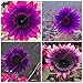 60pcs/bag Rare Purple Sunflower Seeds Bonsai Charming Annuus Helianthus Potted Garden Flower Plant for Home Garden Planting
