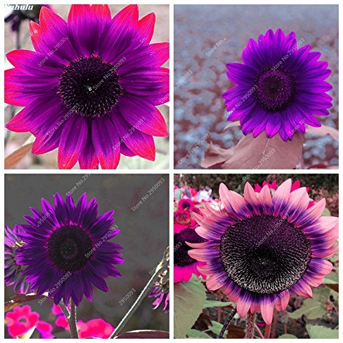 60pcs/bag Rare Purple Sunflower Seeds Bonsai Charming Annuus Helianthus Potted Garden Flower Plant for Home Garden Planting 60pcs/bag Rare Purple Sunflower Seeds Bonsai Charming Annuus Helianthus Potted Garden Flower Plant for Home Garden Planting