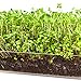 Window Garden Microgreens Growing Kit - Includes Microgreen Seeds, Organic Pea Shoot (3 Pack Refill) - Indoor Microgreen Grow Starter Kit - Pre-Measured Soil, Sprout Crops of Superfood Greens