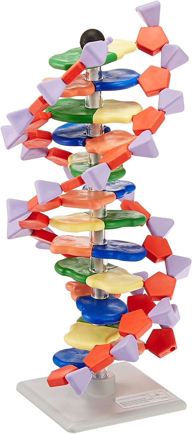 DNA Model - Advanced miniDNA 12 Layer (Base Pair) Model Kit