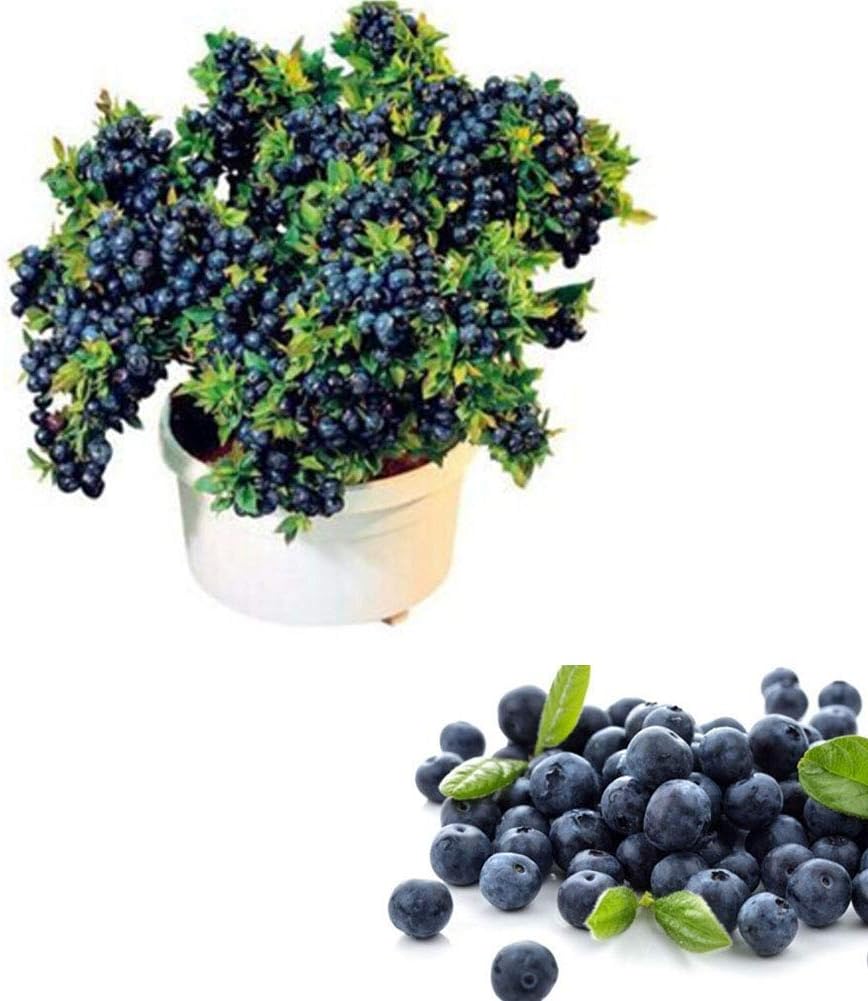 QHYDZ Garden-50/100pcs Semillas Arándanos Azul, Semillas Deliciosa ...