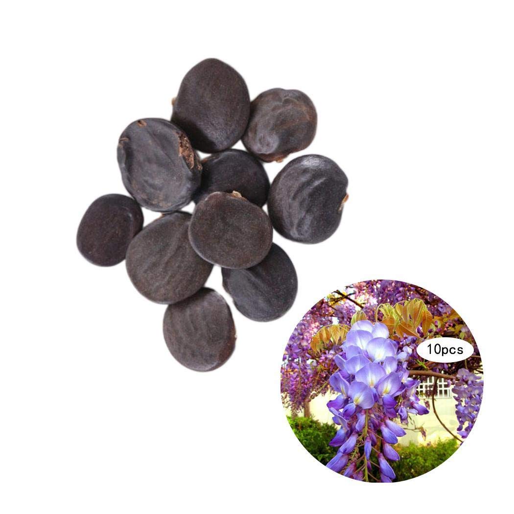 Idomeo Perennial Beautiful Flower Wisteria Seeds Garden Climbing Plant Flowers
