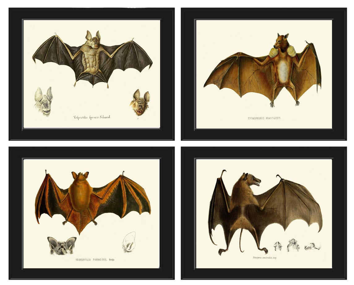 Bats Home Decor Wall Art Set of 4 Prints Beautiful Bat
