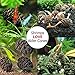 SunGrow Alder Cones for Shrimps, Water Conditioner for Freshwater Shrimp Tanks, Aquarium Decorations & Accessories (50 Pcs)